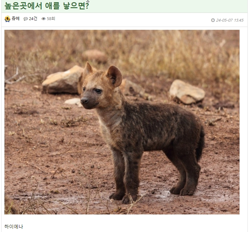 국가에 헌신하는 쥬이님께 드립니다.(2)
