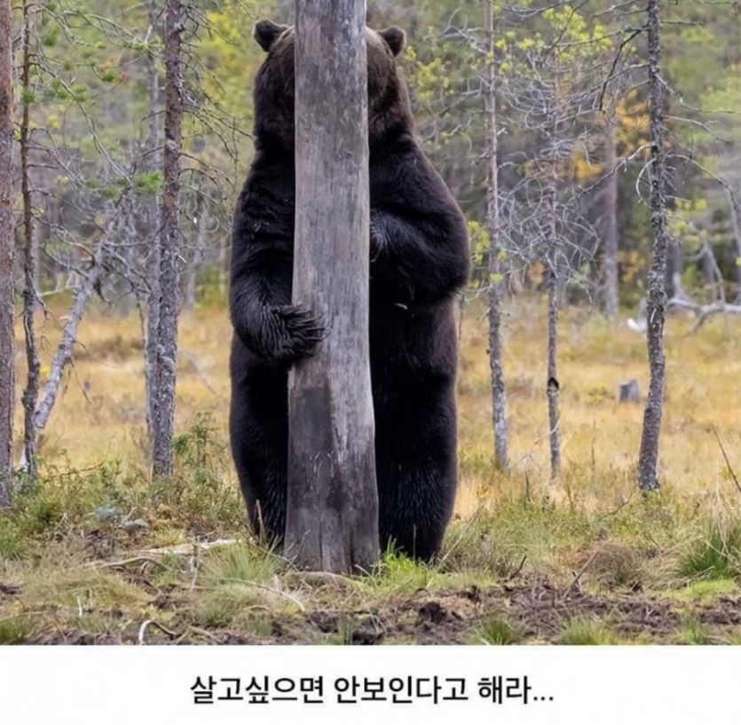 동물들의 위장능력(3)