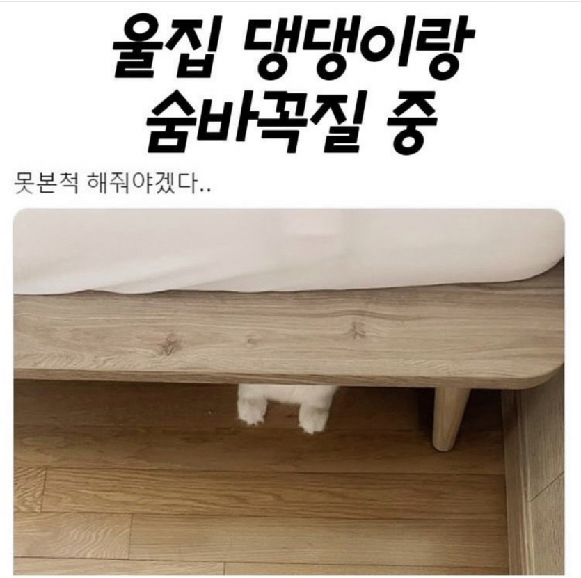 댕댕이랑 숨바꼭질중(0)