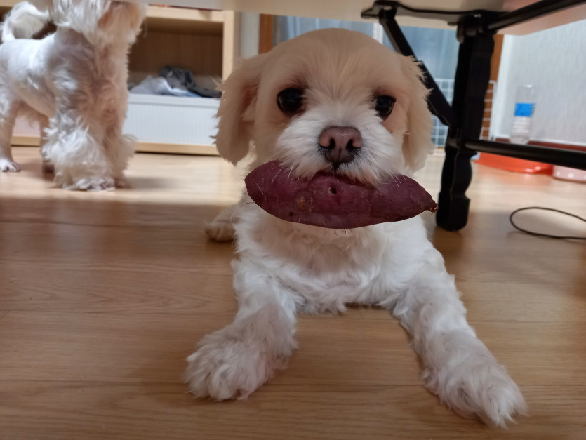 고양이짤에 이어서 이번엔 강쥐!(0)