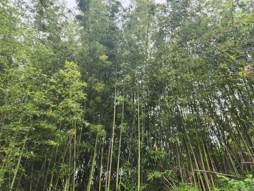 산책하고 왓쨔영 시골 최고최고(0)
