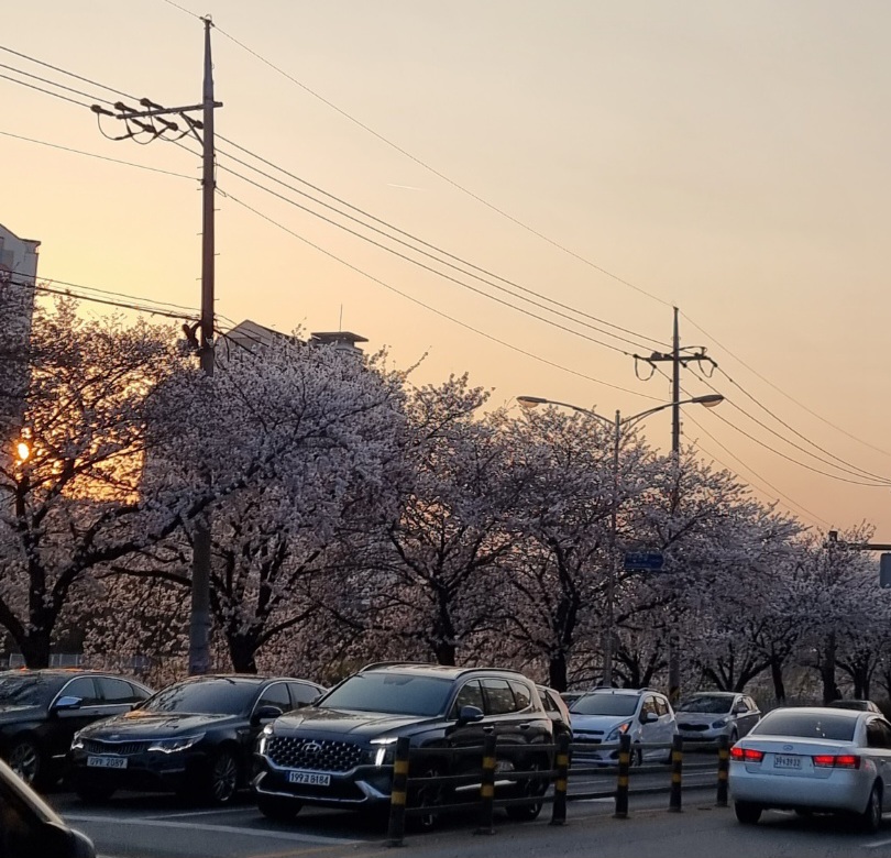 벛꽃보세요(0)