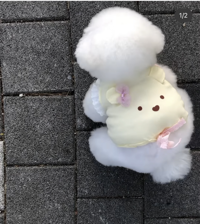 길바닥에 떨어진 솜사탕..(0)