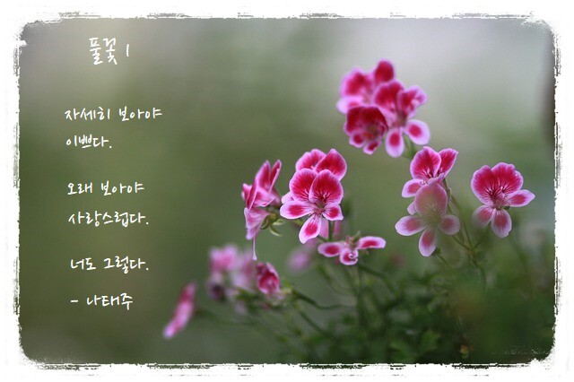 나태주 - 꽃을 보듯 너를 본다(0)
