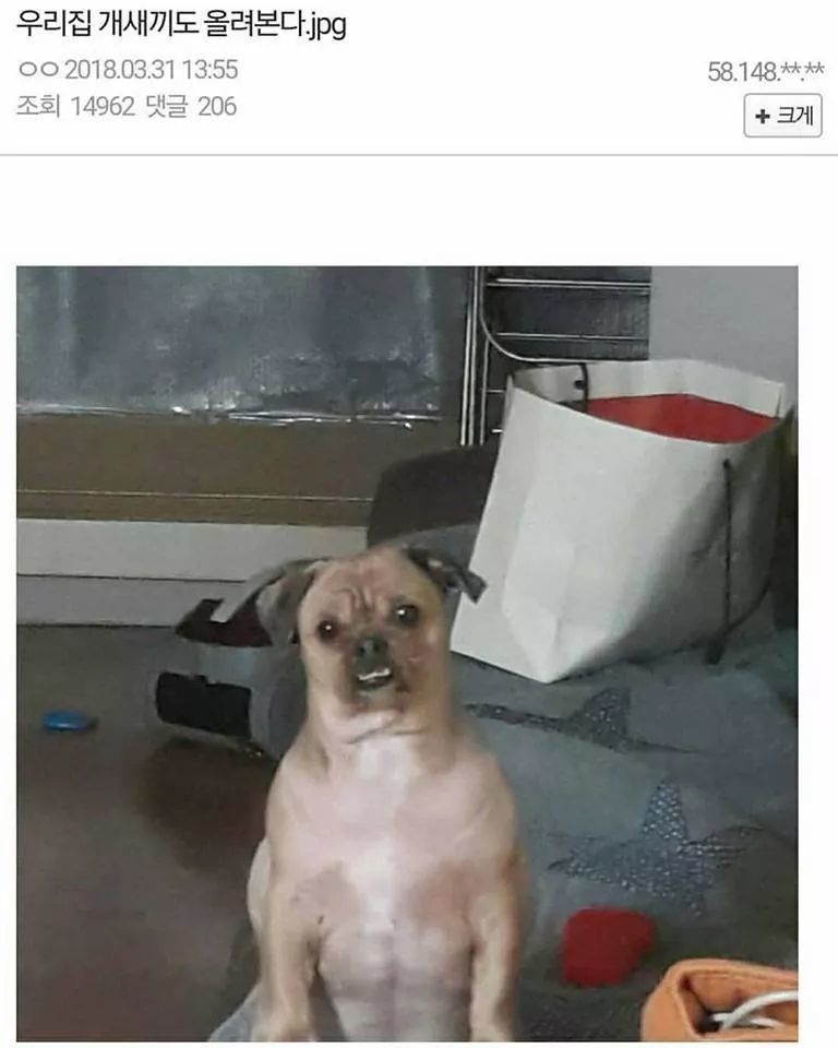 개 인증 레전드.jpg(0)