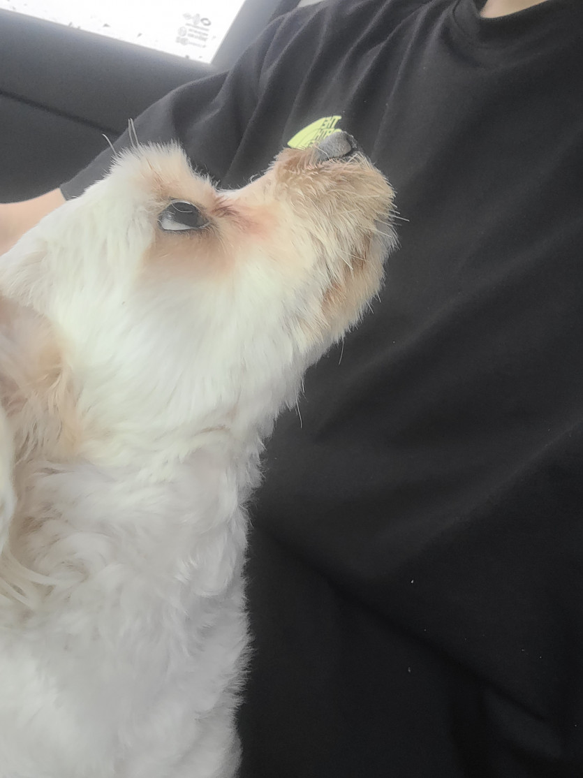 멍뭉이(0)