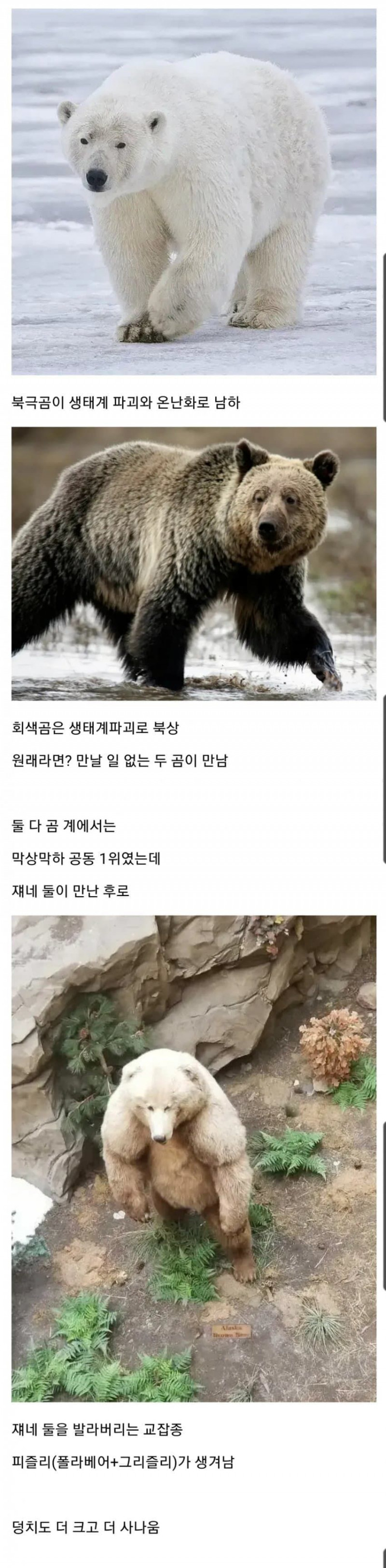 센놈+센놈=ㅈㄴ센놈.jpg(0)