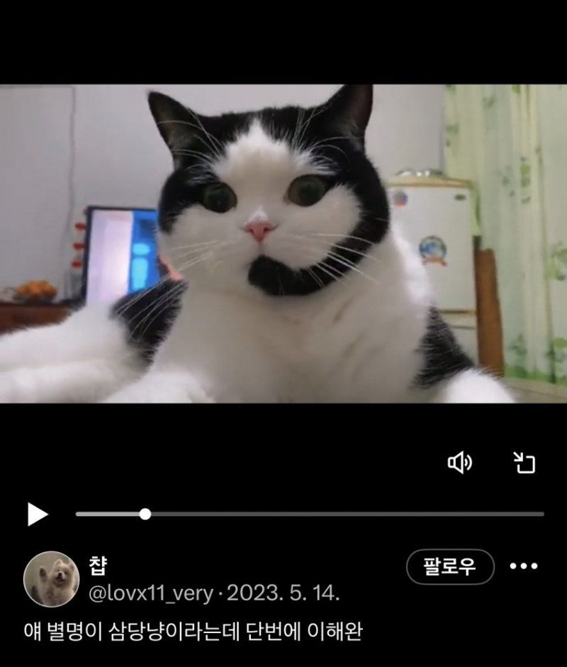 고양이 별명이 상담냥인 이유.jpg(0)