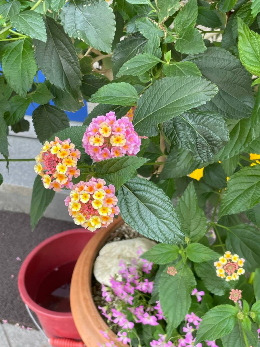 요거 무슨 꽃일까요(0)