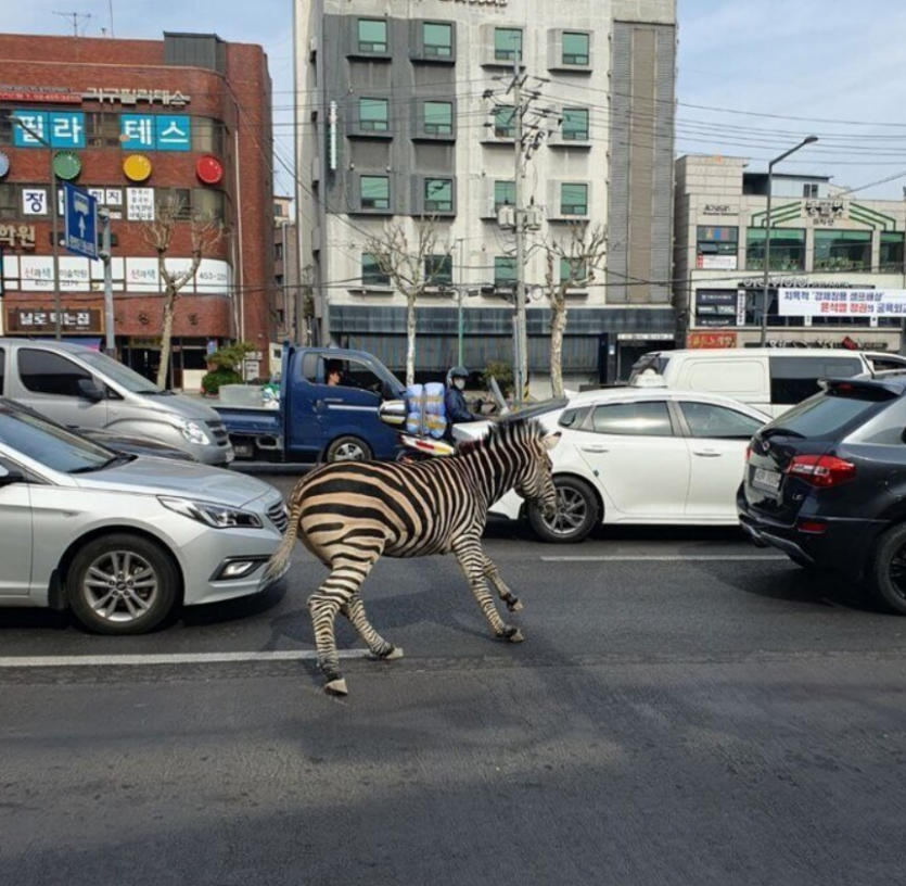 오늘자 어린이대공원 얼룩말 탈출,,,,(0)