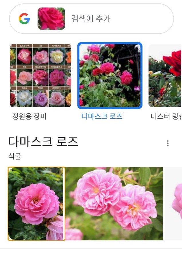 갬블러가 바라본 꽃 한송이!(1)