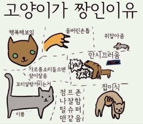 고양이가 짱인 이유.jpg(0)