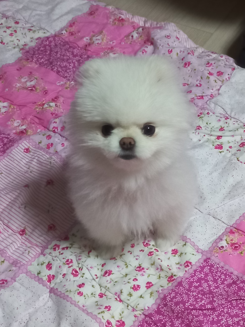갑자기 우리 겸둥이가 보구싶네요(0)
