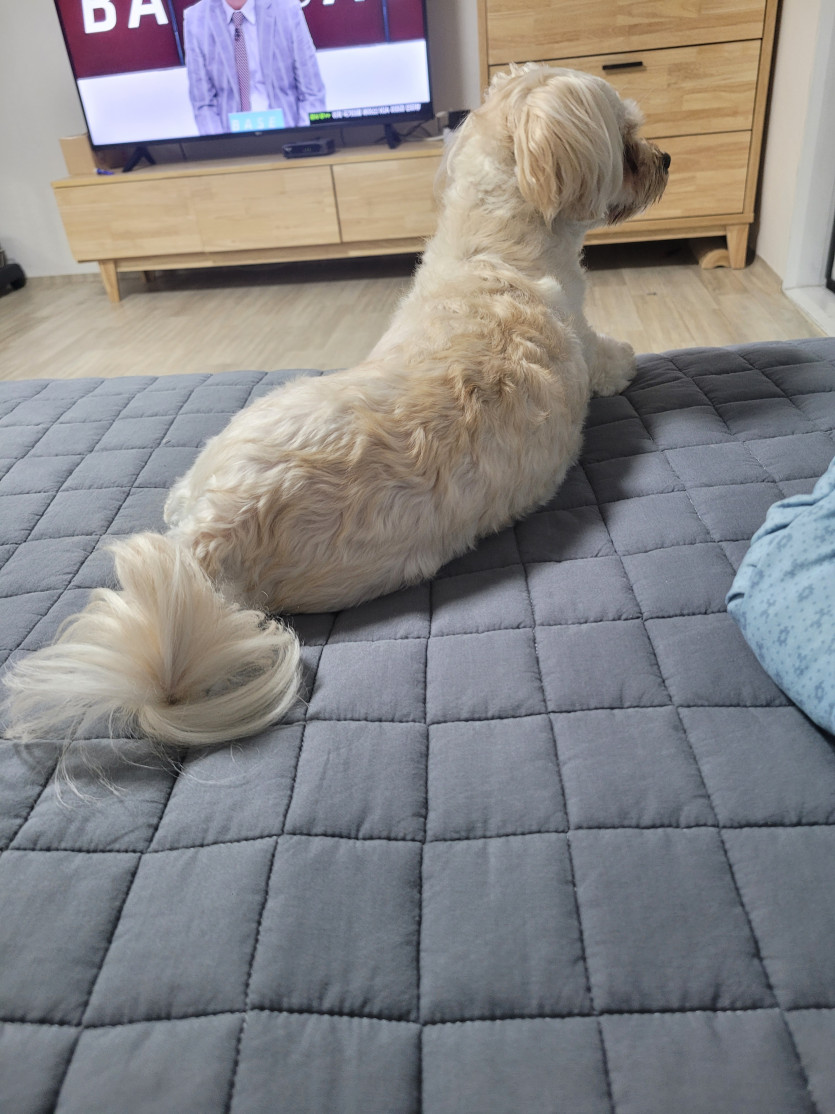 내 포 빨이..(0)