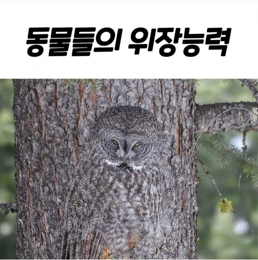 동물들의 위장능력(0)
