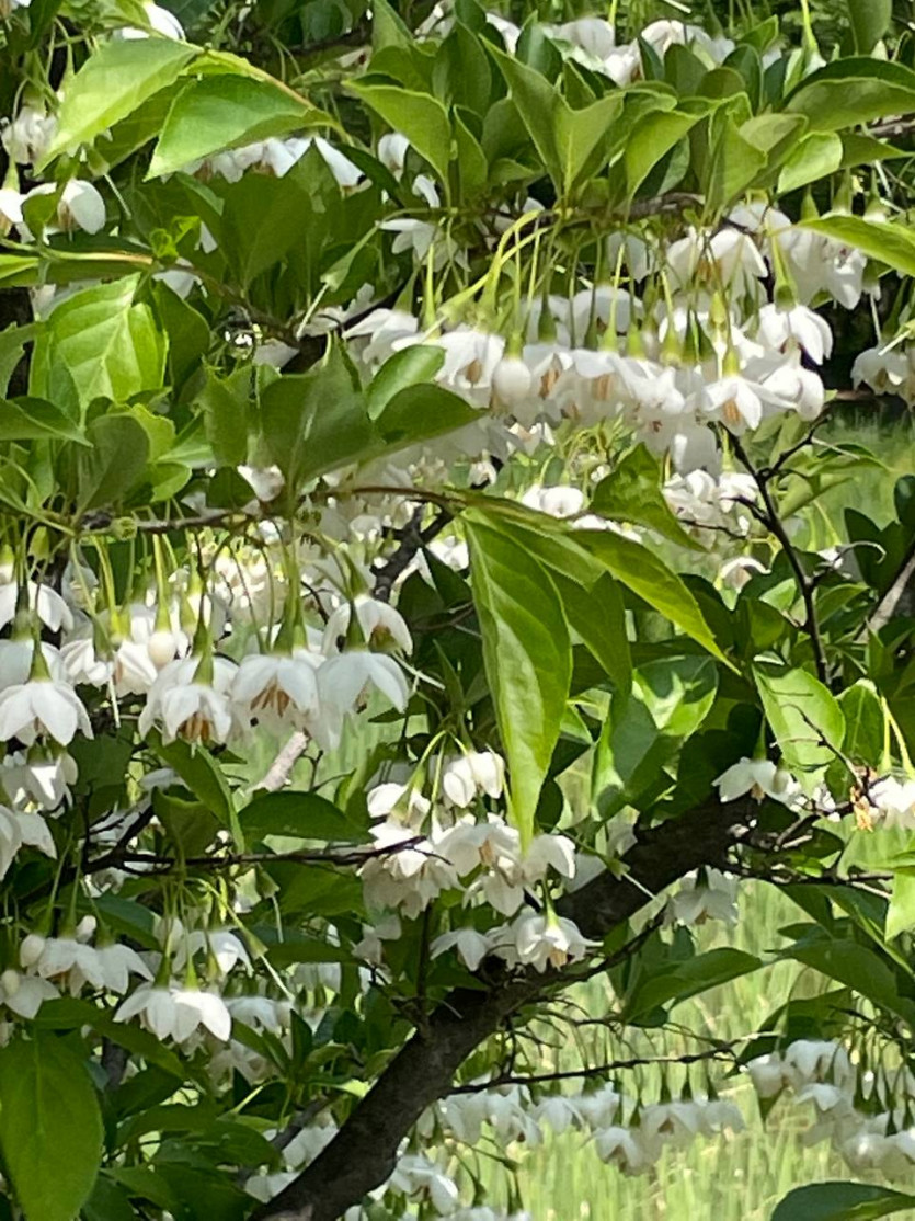 떼죽음(0)