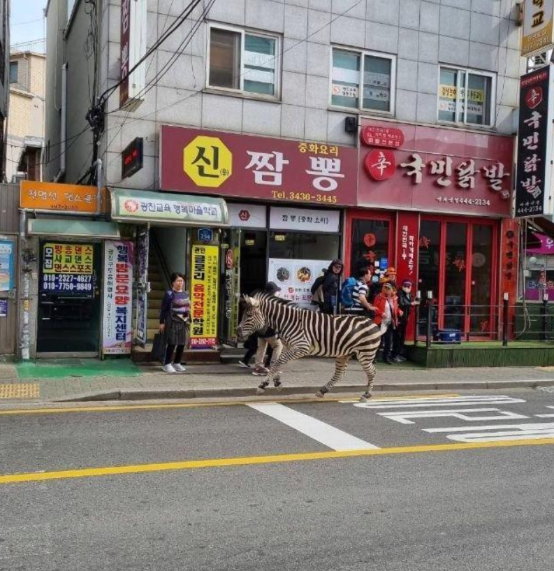 오늘자 어린이대공원 얼룩말 탈출,,,,(2)