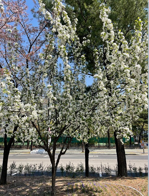 꽃길(1)