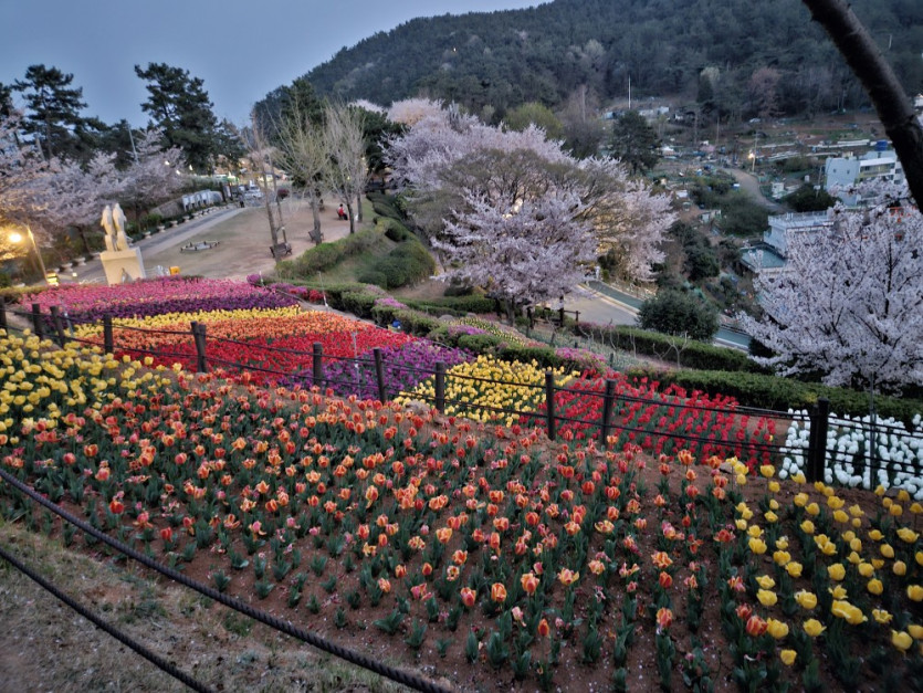 늦은 벚꽃 구경(2)