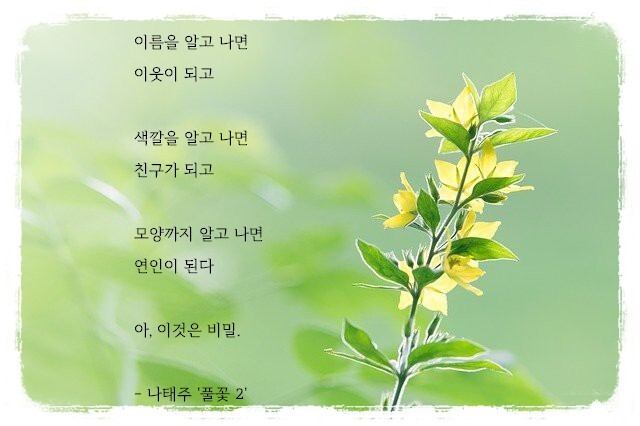 나태주 - 꽃을 보듯 너를 본다(1)