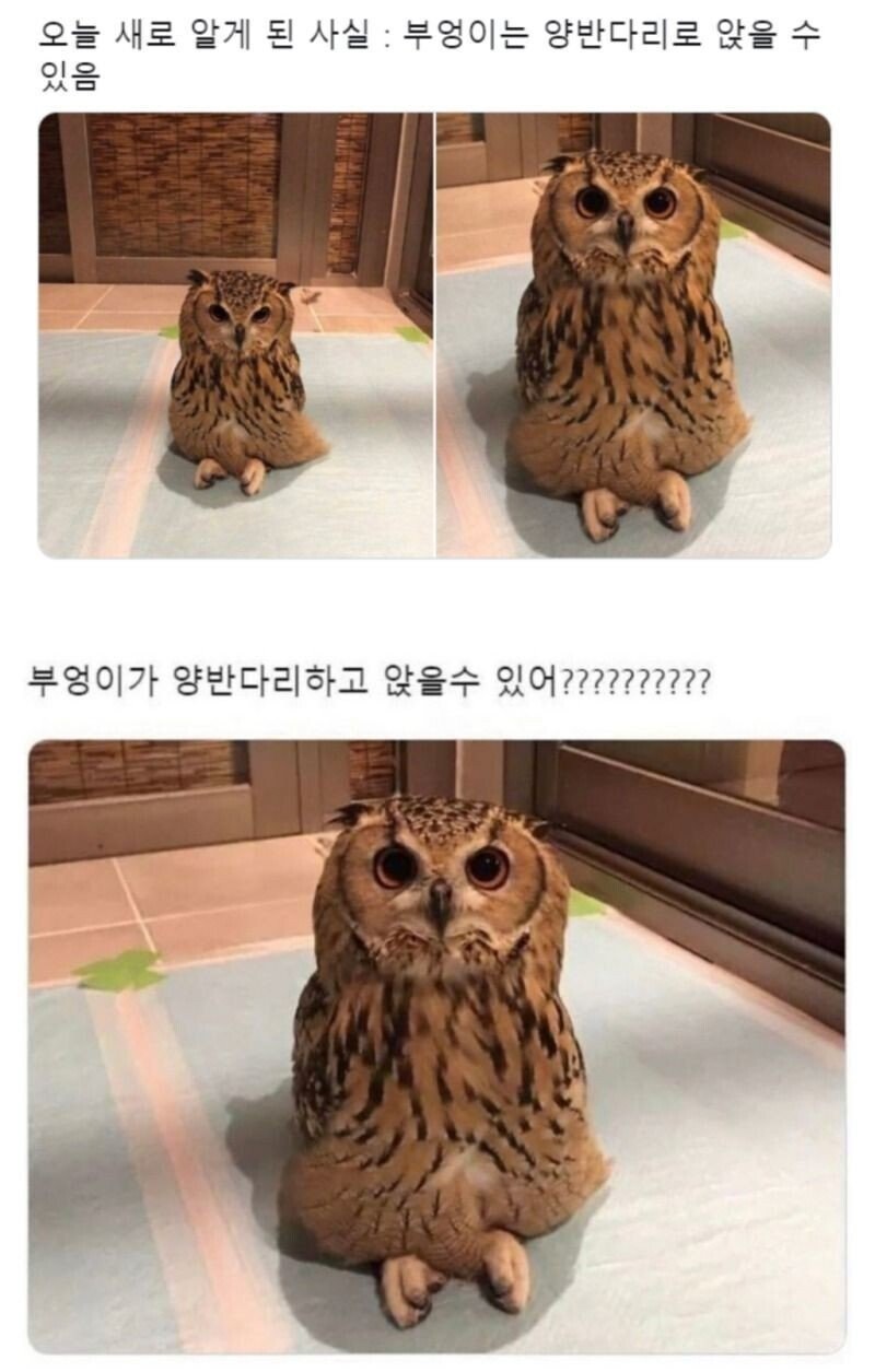 부엉이의 진실.JPG(0)