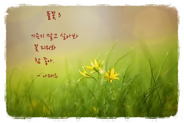나태주 - 꽃을 보듯 너를 본다(2)