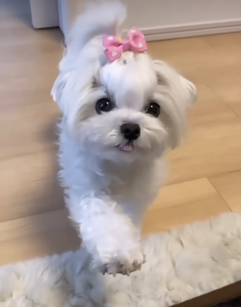 에넬님이 저랑 포바결이 비슷하네여 ㅎㅎ(0)
