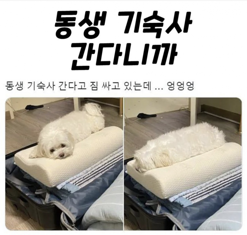 동생 기숙사 간다니까(0)