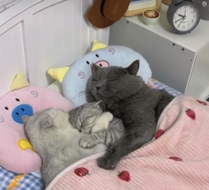 귀여운 고양이 가족(0)