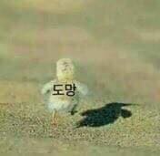 저는 만렙인 김x형님과 싸우고 싶지않습니다..(1)