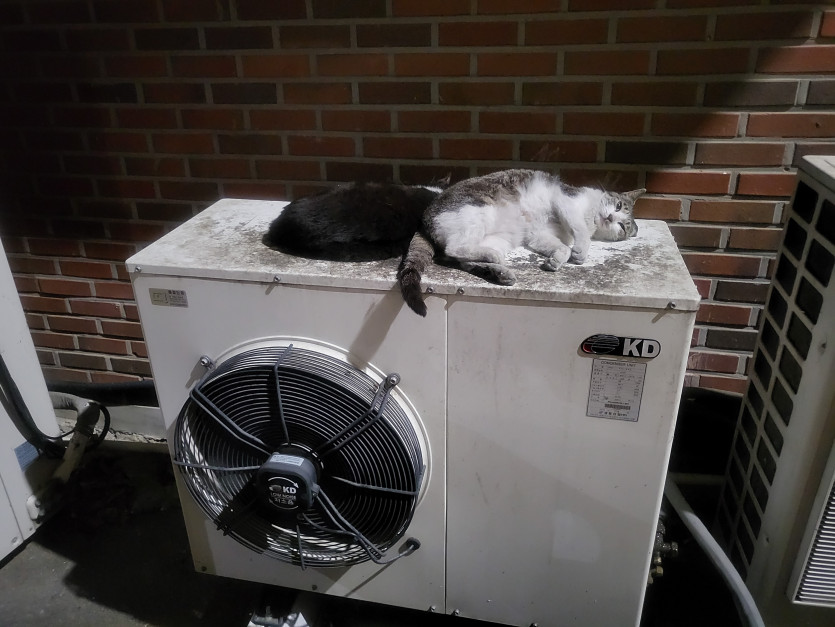 고양이 팔자좋네요(0)