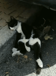 (0)