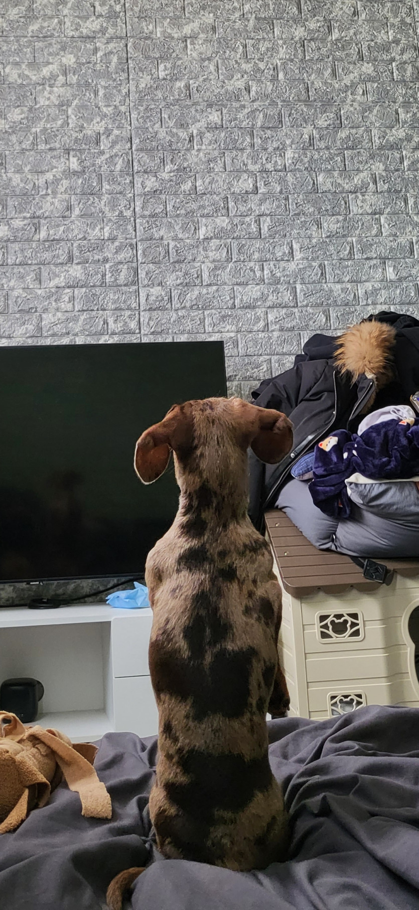 저희집 강아지인데 왜이렇게있을까요?(0)