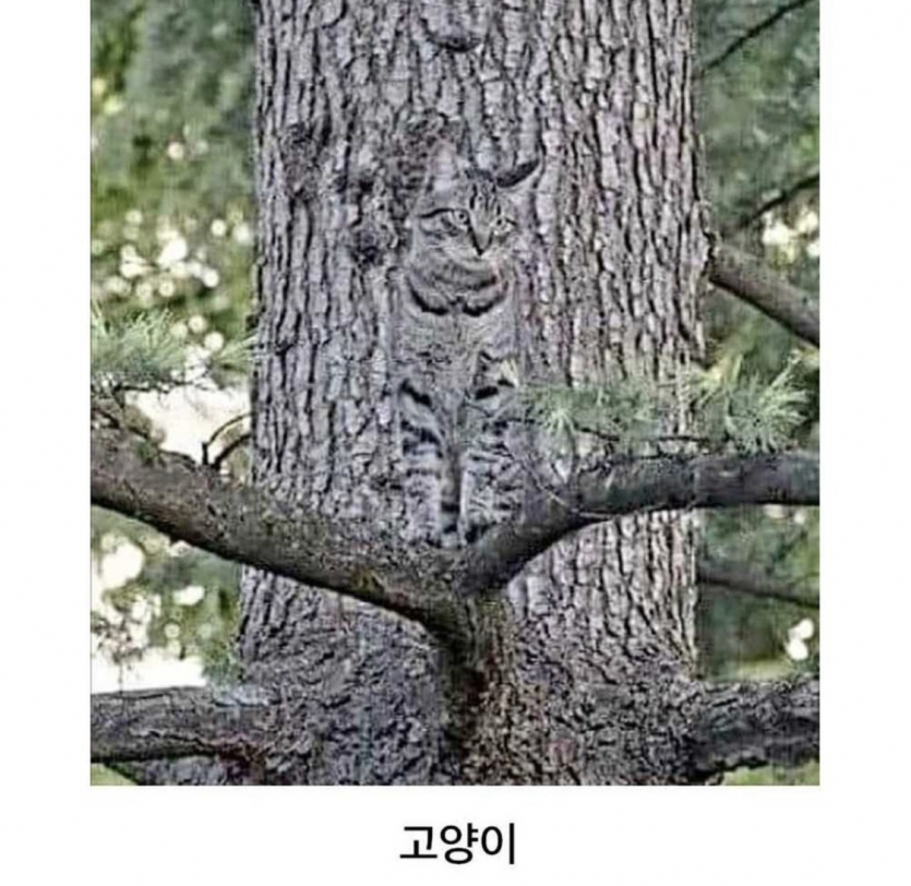 동물들의 위장능력(2)