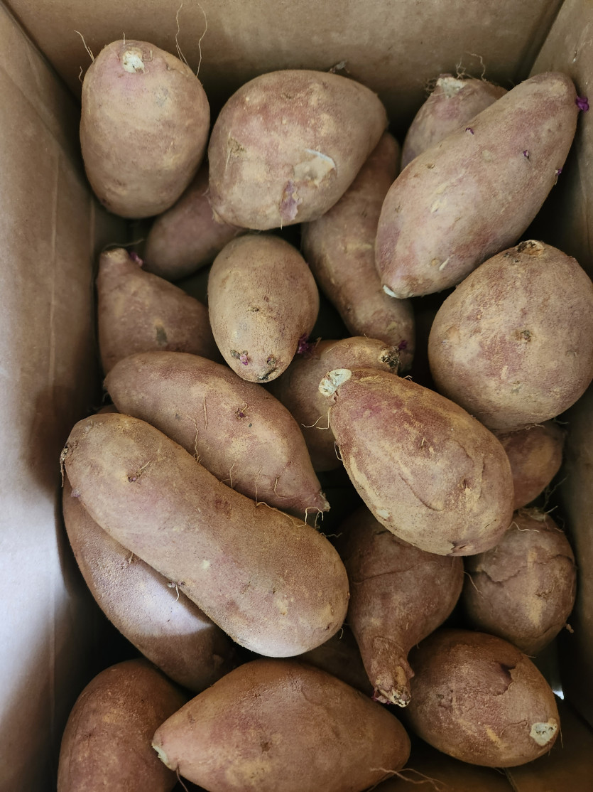 오늘도 가볍게 고구마 먹어야지요 맛점(0)