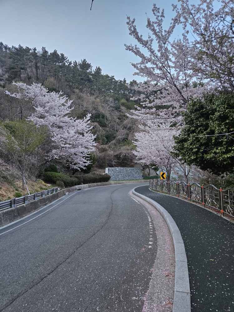 늦은 벚꽃 구경(0)