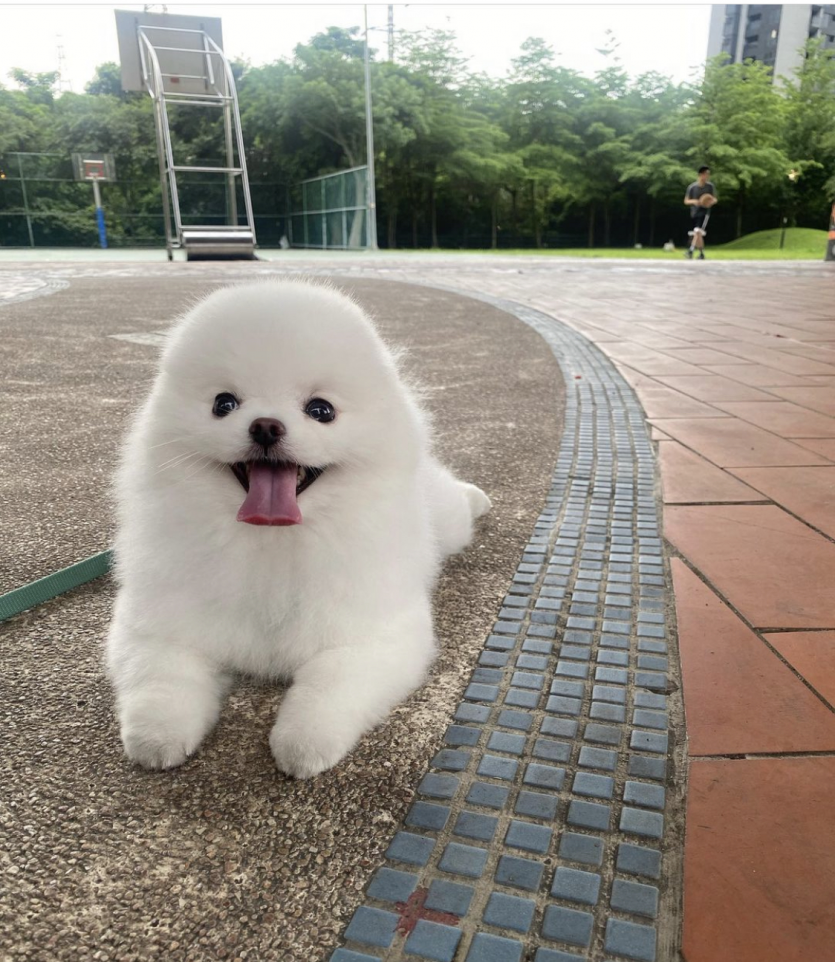 나는야 물개(0)