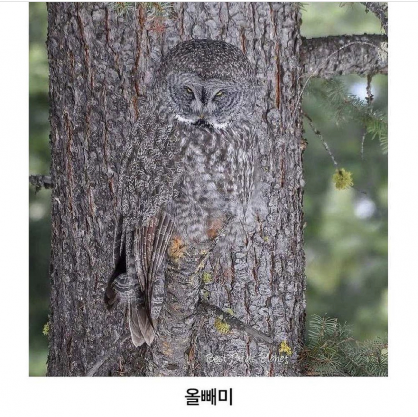동물들의 위장능력(1)