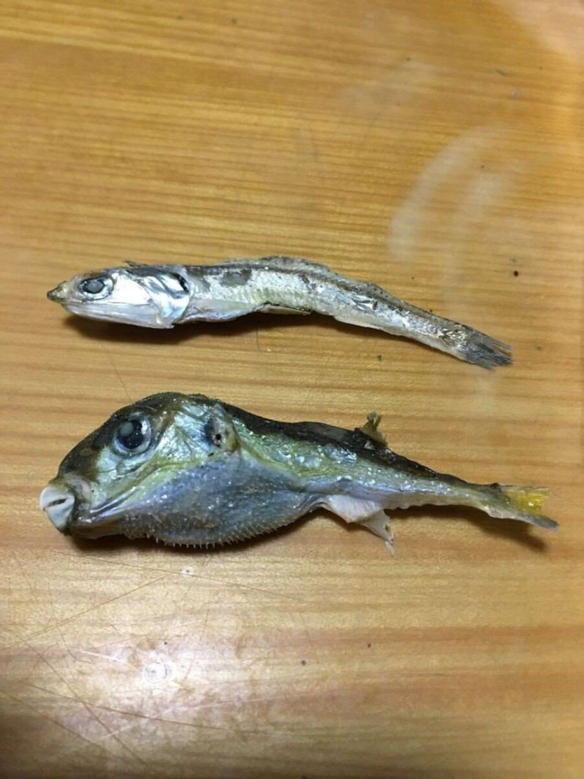 멸치의 위험성(1)