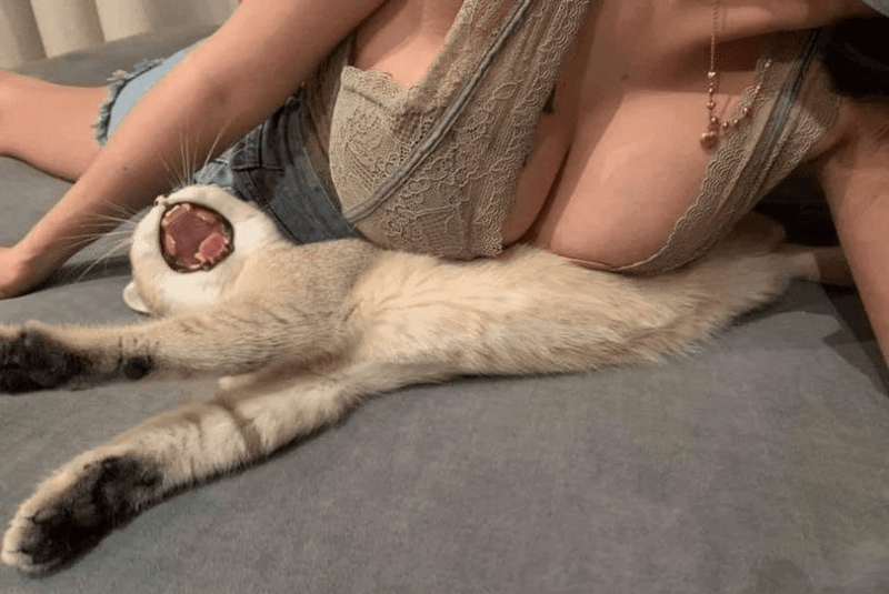 [유머] 유압프레스에 깔린 고양이...(0)