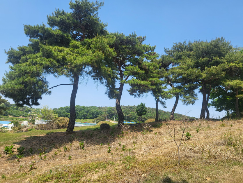 Bm이 산소갔다왔습니다.(0)