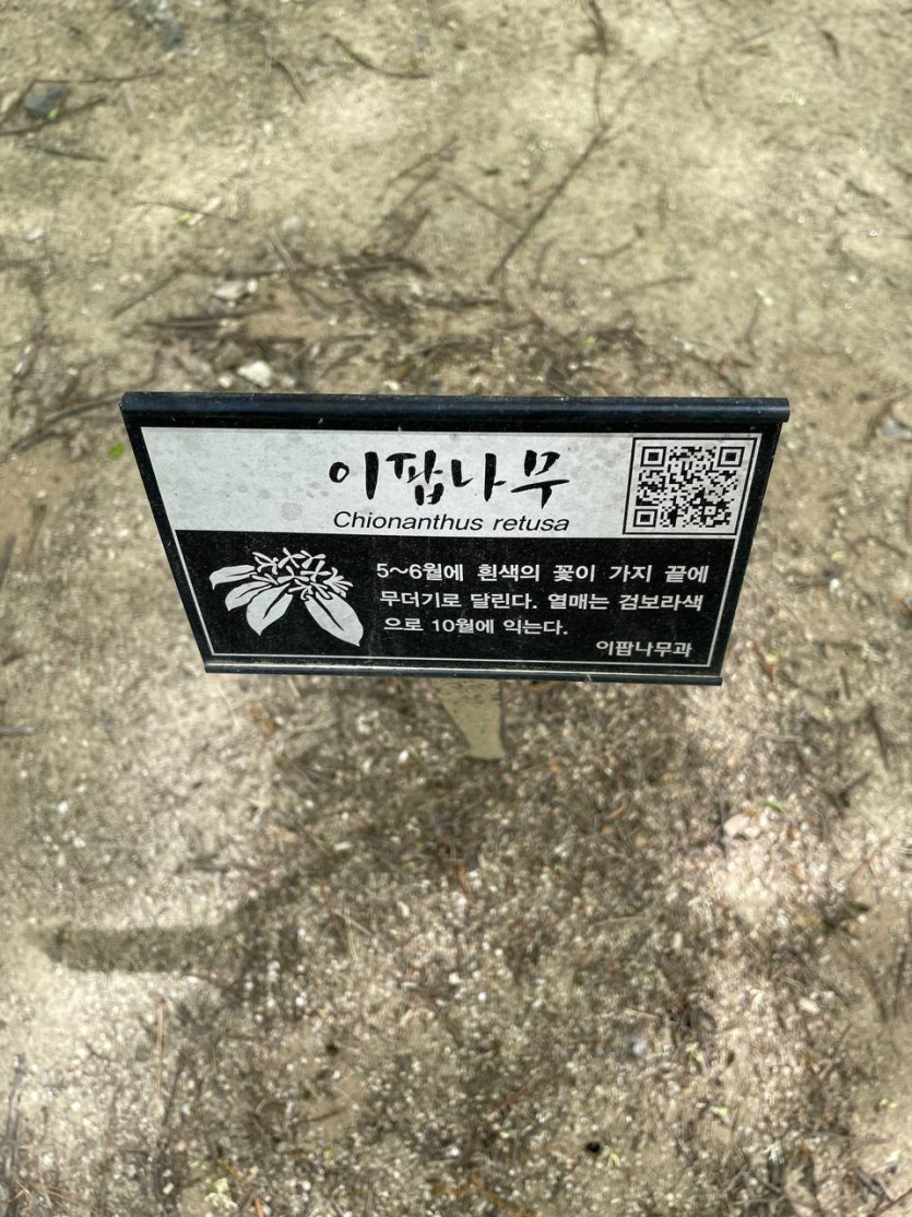 조옷밥나무(1)