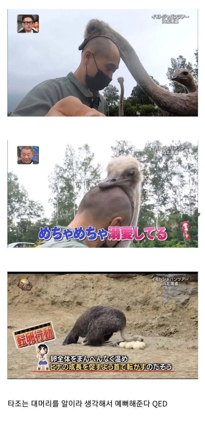 타조의 습성.jpg(0)