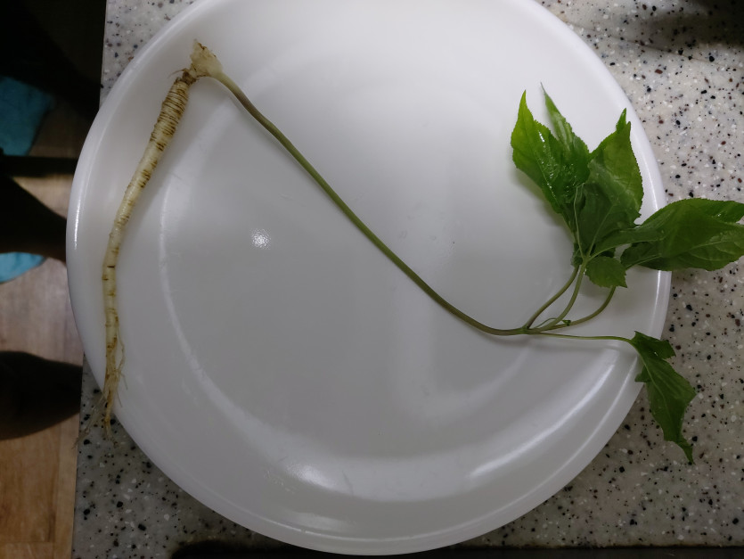 거래처에서온 삼뿌리(0)