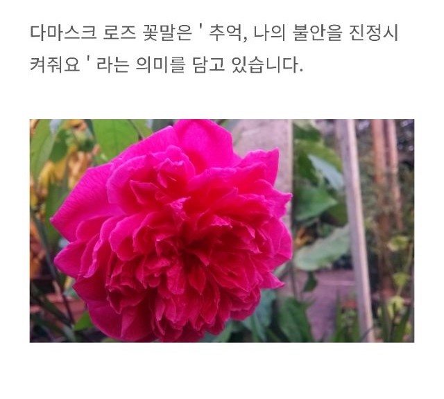 갬블러가 바라본 꽃 한송이!(2)