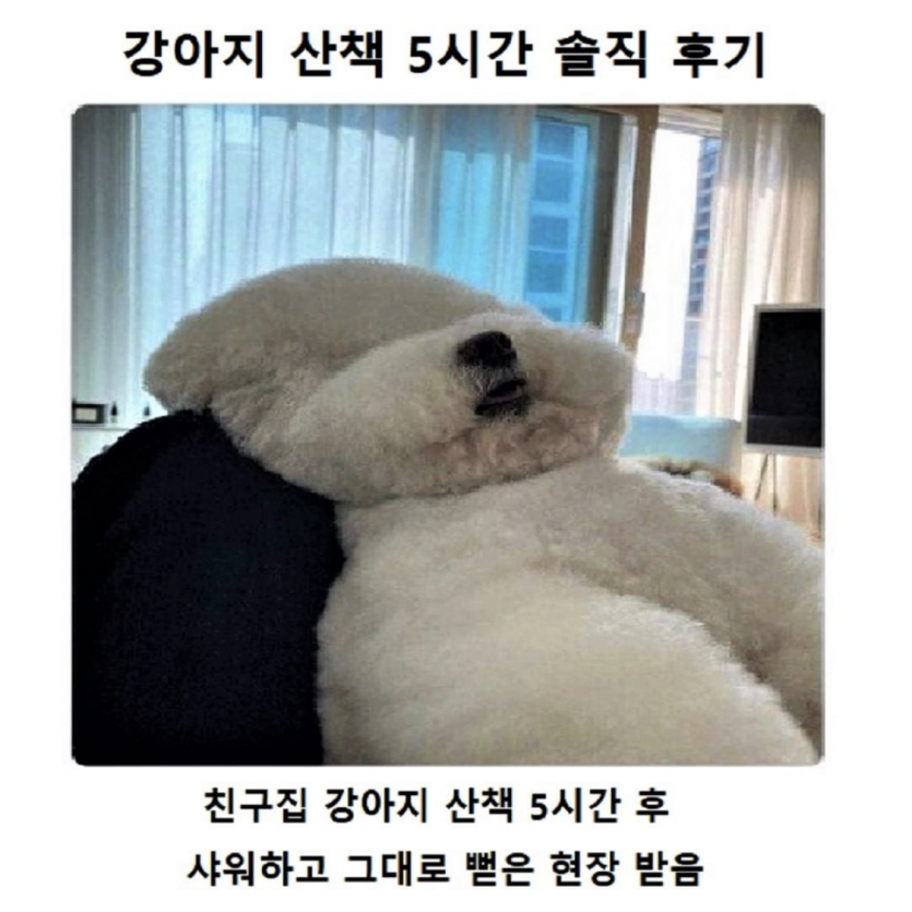 강아지 산책 5시간 솔직후기(0)