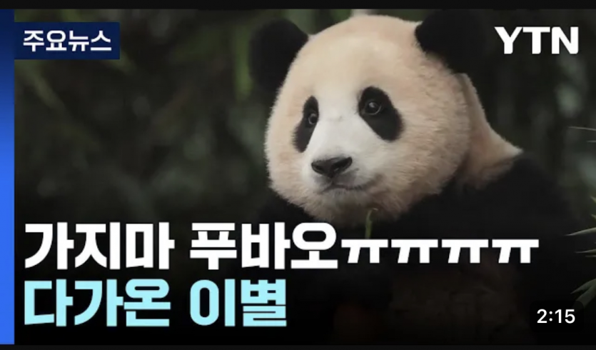 푸바오님 떠나시나요..?(0)