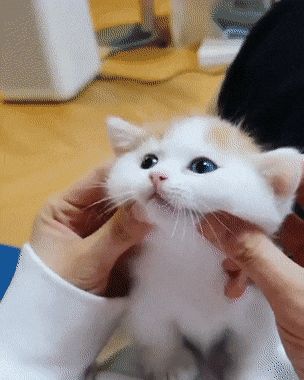 고양이 좋아하시나요??(0)