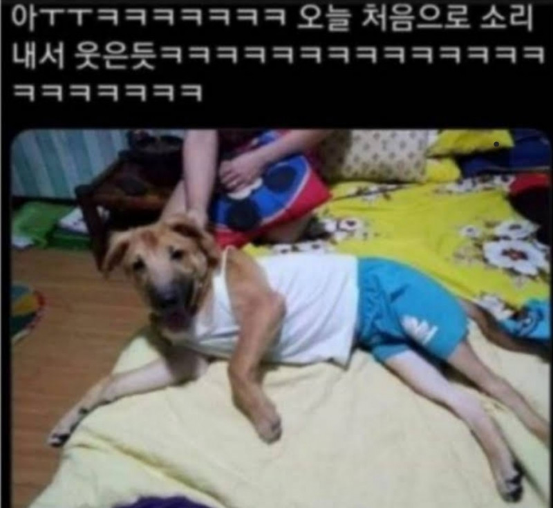 개한테 아빠옷 입힘.jpg(0)