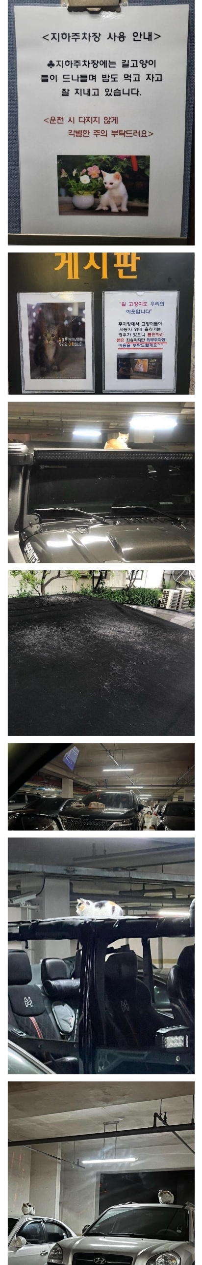 이 주차장은 캣맘이 접수했다.jpg(0)
